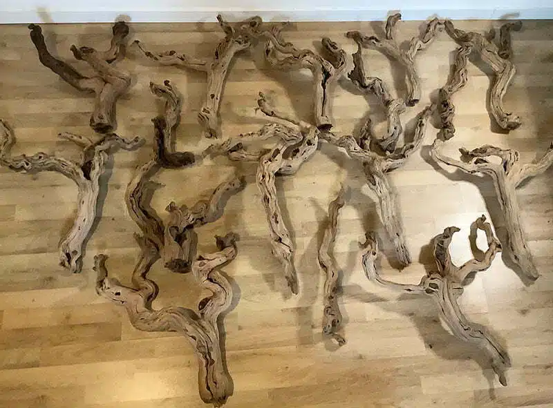 Achat cep de vigne traité - Atelier Vieille Branche